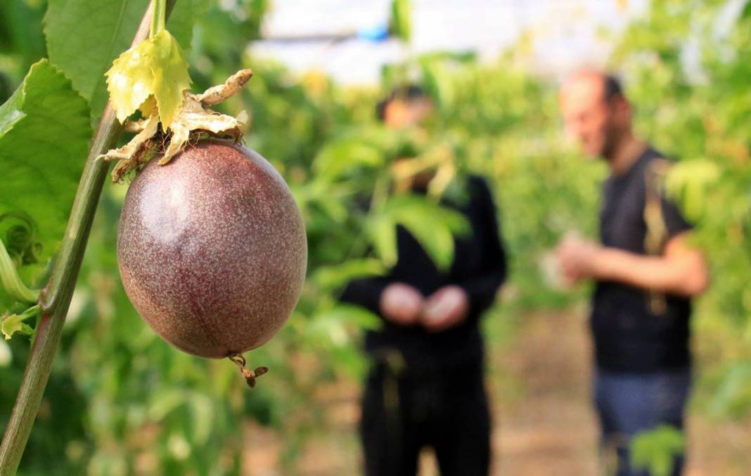 Bu meyve zengin ediyor: Kilosu 200 TL! 10 yıl boyunca ürün veriyor, ilk yılda 300 kg, beşinci yıldan sonra 2 ton 3